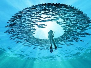 buceo