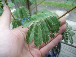 efectos mimosa hostilis