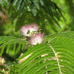 mimosa hostilis