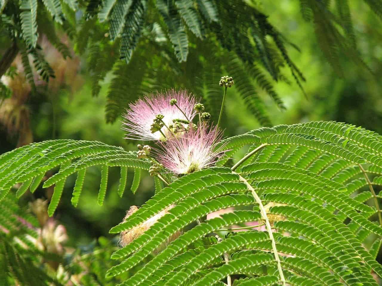 mimosa hostilis