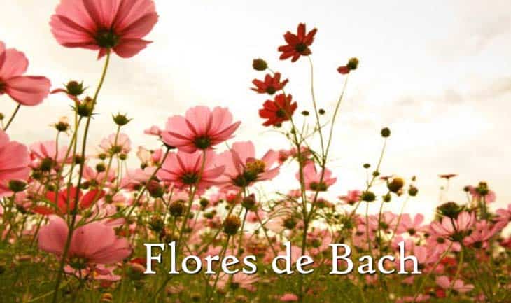 flores de bach que son