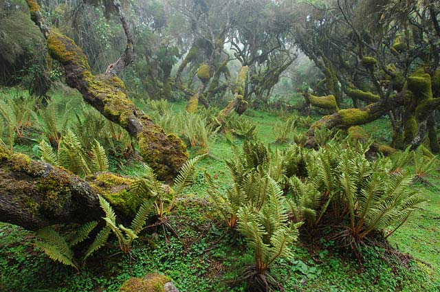 parque Bale Mountains Etiopía