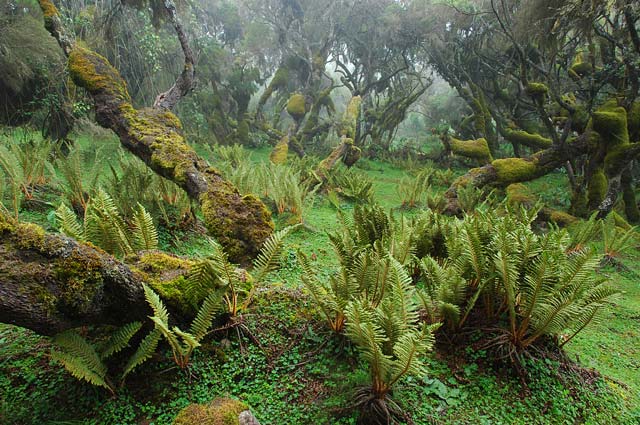 parque Bale Mountains Etiopía